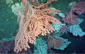 Coral colonies in Corsair Canyon, Canada. Image taken by CSSF remotely. Source: Deep Sea Life