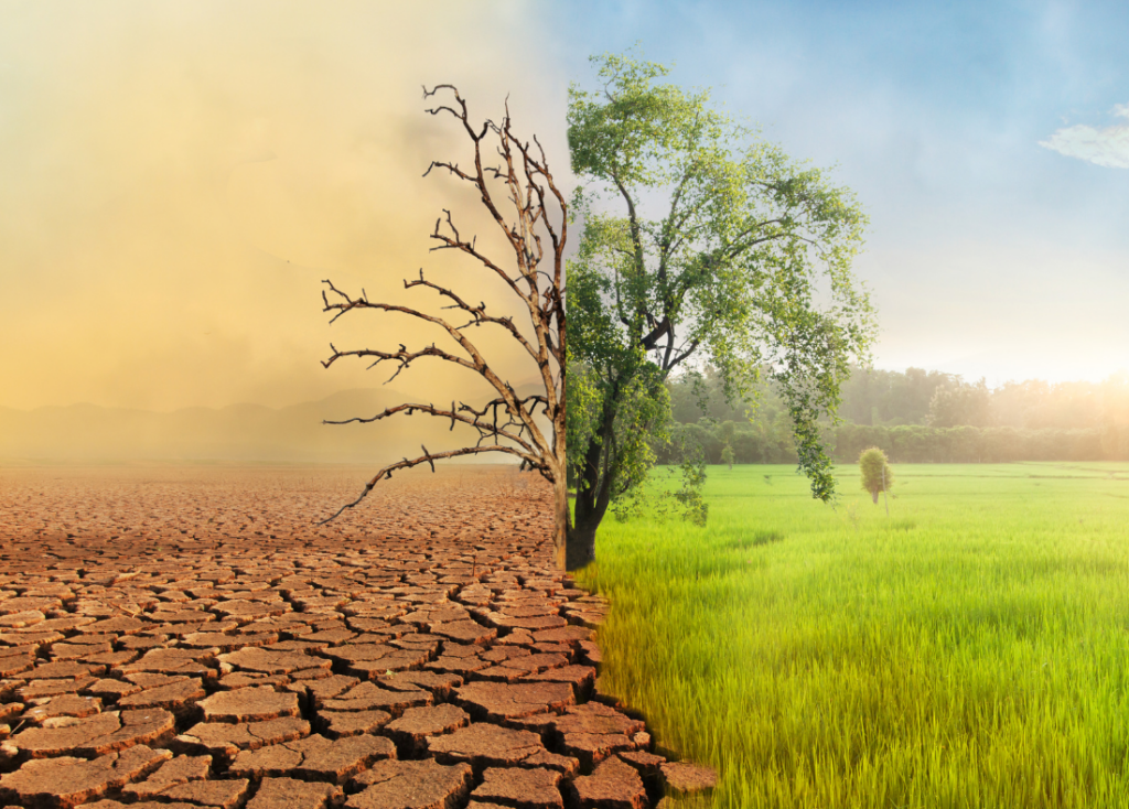 Left half of photo is is dead tree, dust, and dry dirt. Right half is of green tree, blue sky, and grass.