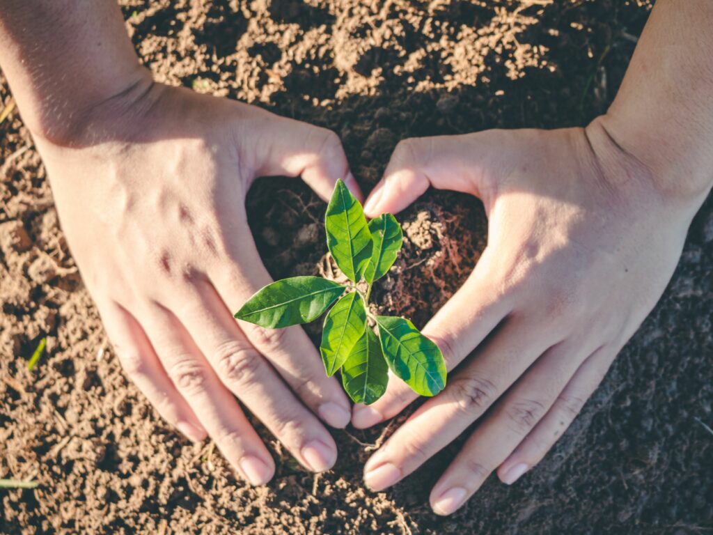 Hands forming in a heart shape around a plant in the soil