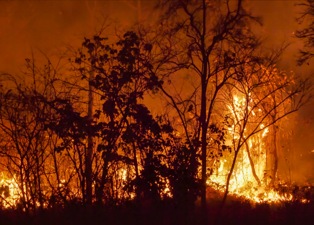 Forest on fire